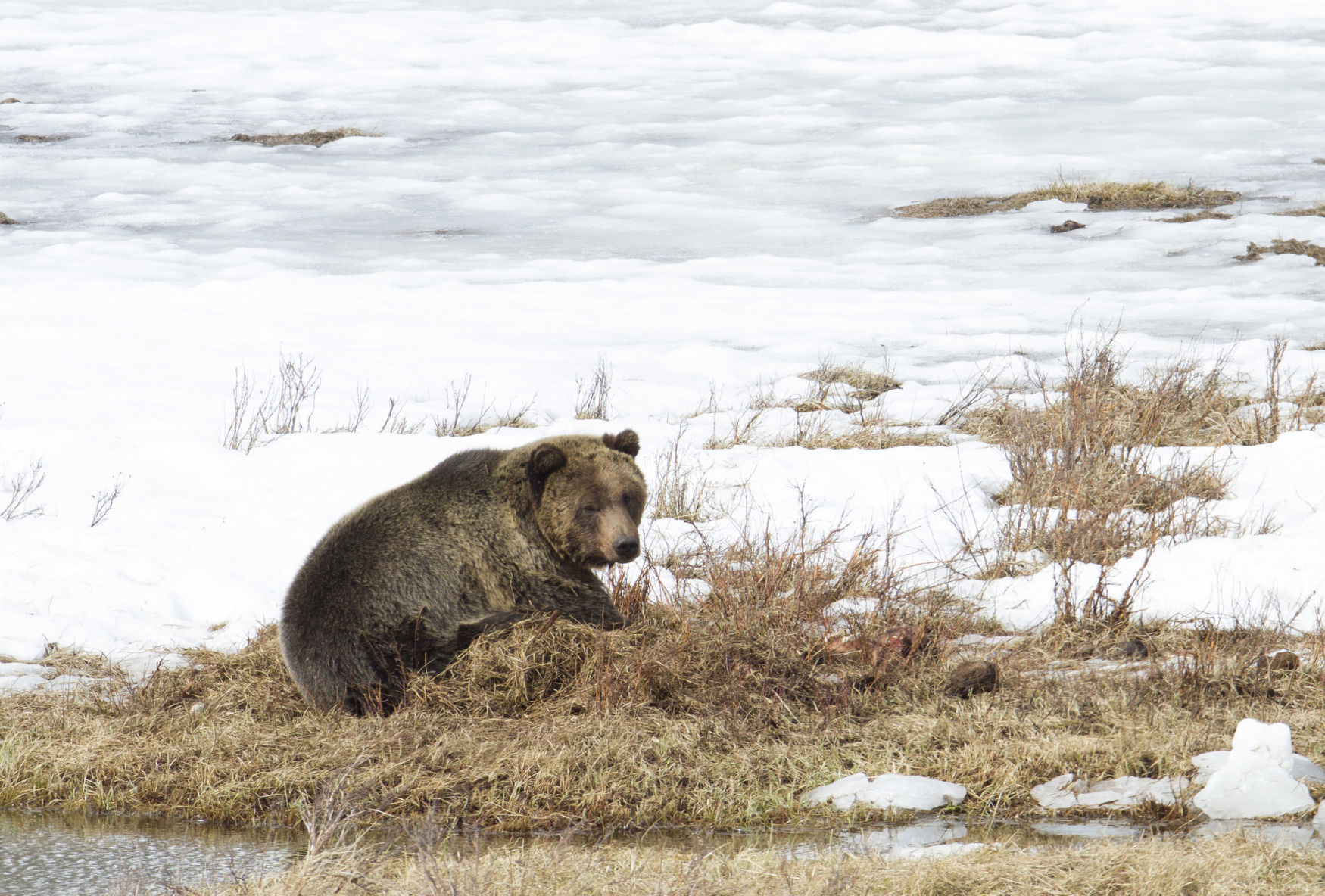 Grizzly bear on a buried bison carcass at Blacktail Pond